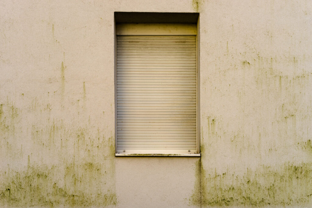 Grünbelag und Algen an einer Hauswand unter einem Fenster