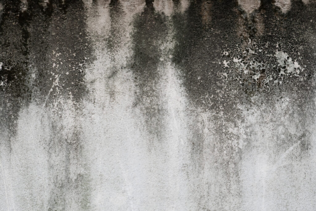 Schwarzalgen und Feuchtigkeitsspuren auf einer Putzfassade