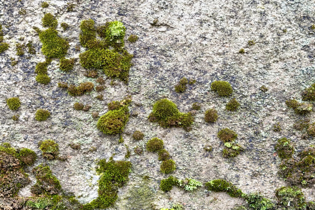 Moosbewuchs auf einer mineralischen Fassade als Beispiel für Fassadenreinigung