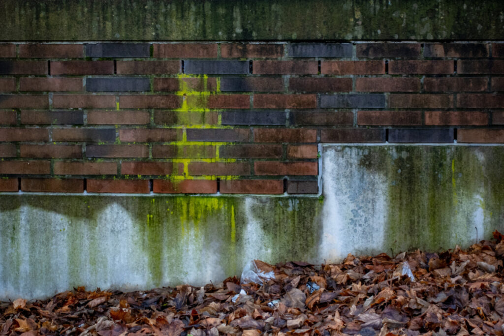 Algenbefall auf einer Ziegelmauer und Betonwand im Sockelbereich
